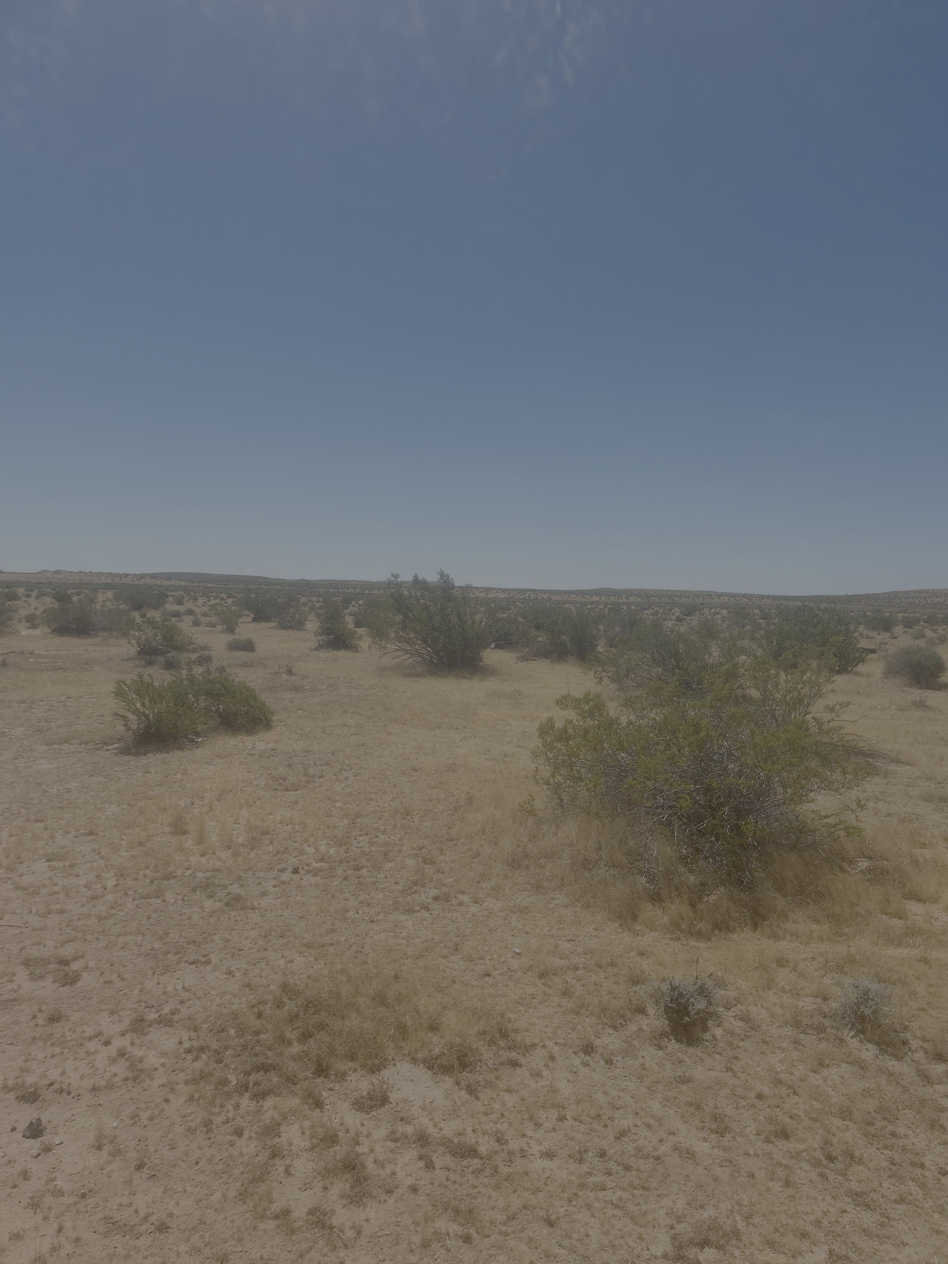Native desert vegetation on the Reid Premier Farms property